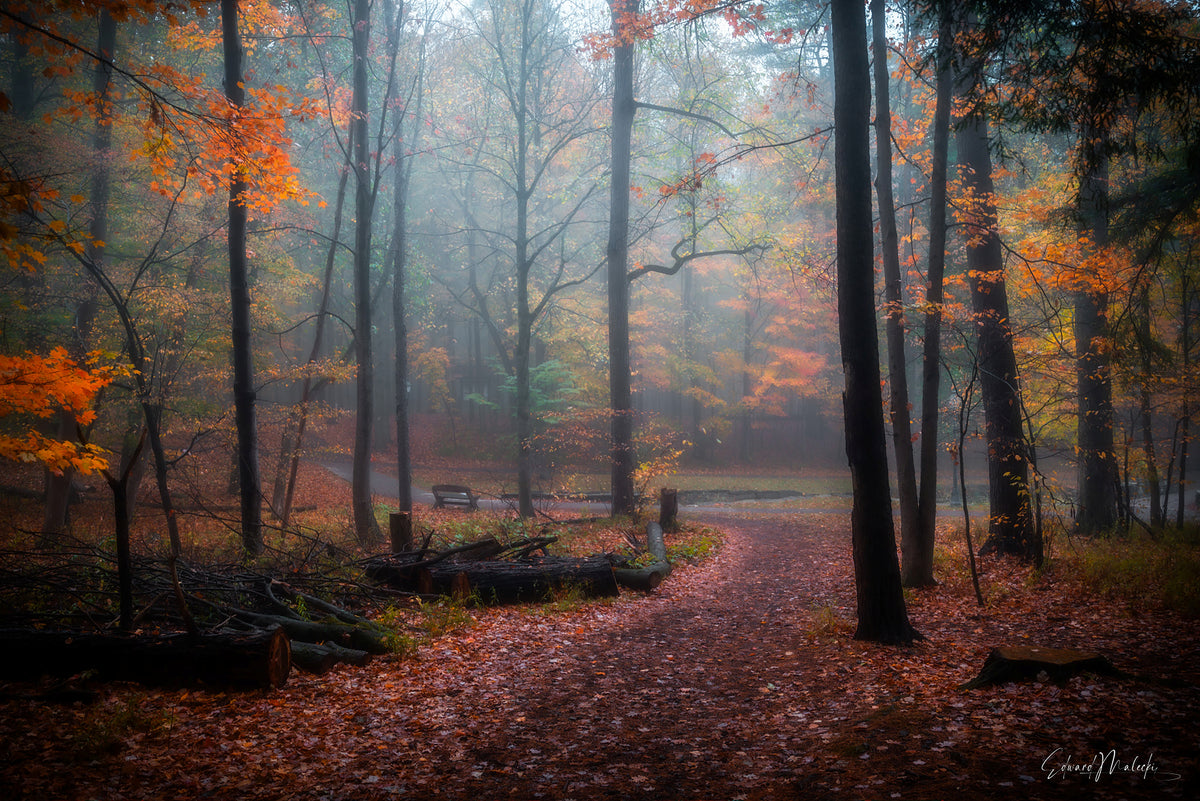 Fall Mist