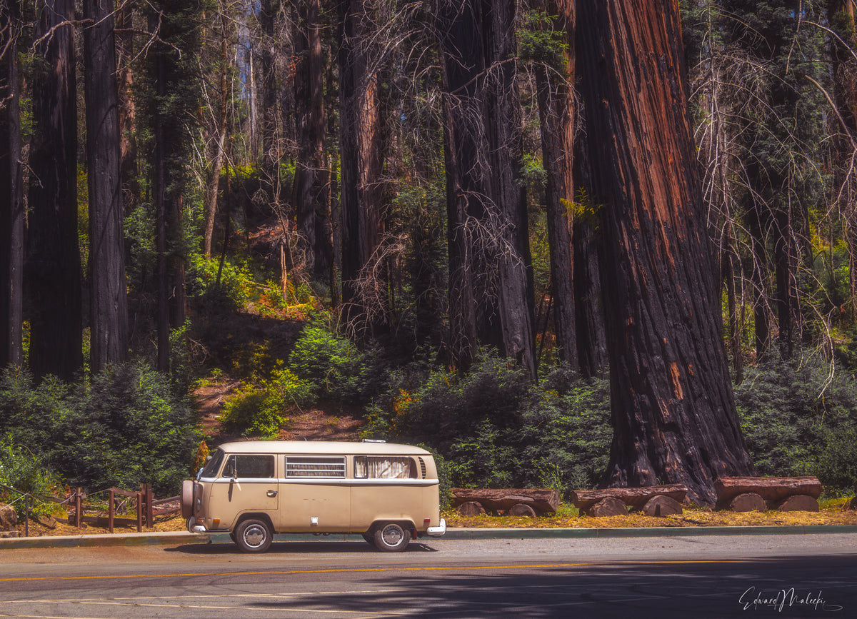 Retro Van in Redwood Forest